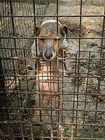 chien �leveurs chiens photos