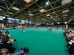 chien �leveurs chiens photos