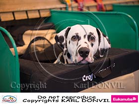 chien �leveurs chiens photos