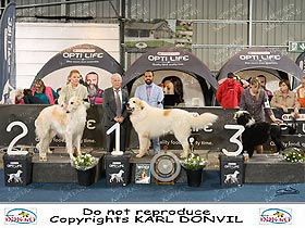 chien �leveurs chiens photos