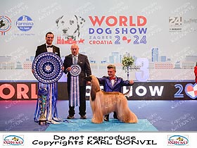 chien �leveurs chiens photos