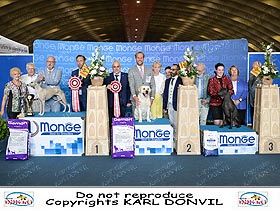 chien �leveurs chiens photos